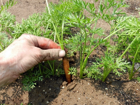 zanahorias en el jardín