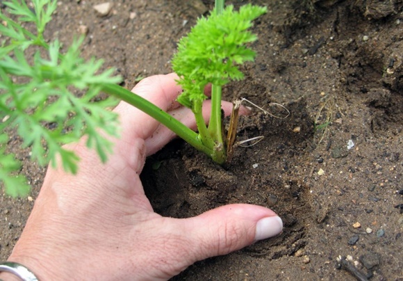 hilling carrots