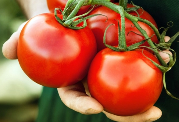 Aspect de la tomate Bon f1