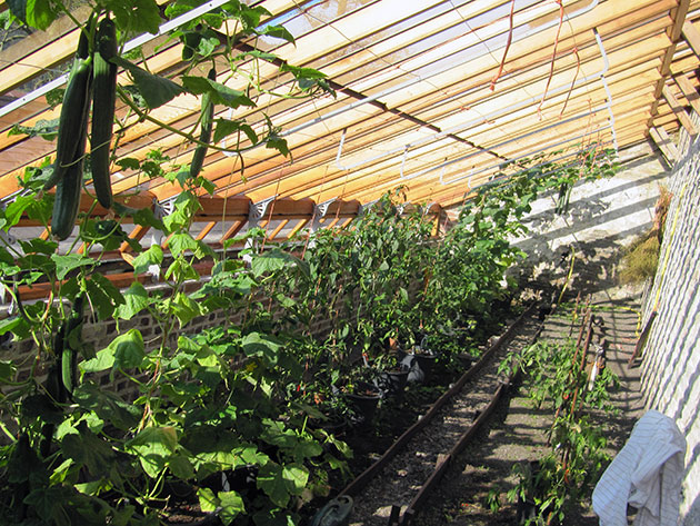 cucumber planting scheme