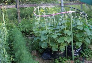 How to pinch cucumbers in the open field