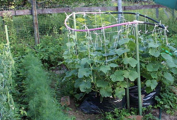 pinching cucumbers in the open field