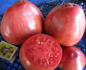 Características y descripción de la variedad de tomate Sevruga o Pudovik, su rendimiento