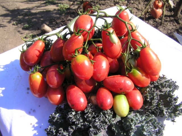 Tomate pasas rosa sobre la mesa