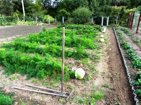 zanahorias rizadas