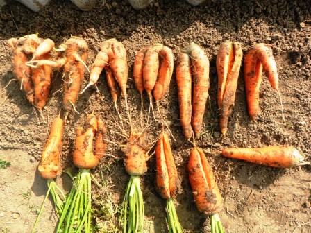 carrot on the ground