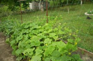 How to tie up cucumbers in the open field in the best ways