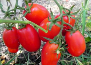 Caractéristiques et description de la variété de tomate épis Volovyi, son rendement