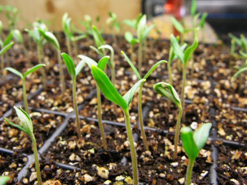 tomato seedlings