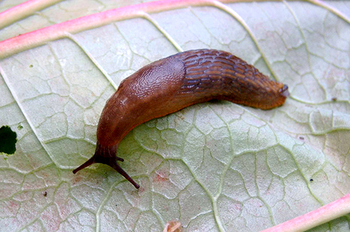 babosa en una hoja