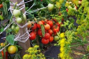 Características y descripción de la variedad de tomate Dubrava, su rendimiento.