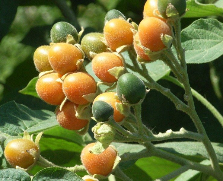 arbre de tomate tsifomandra