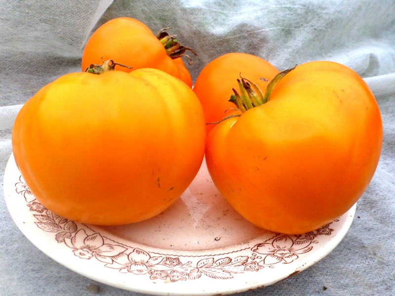 Tomate Naranja Fresa Alemán en una placa