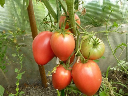 tomato kardinal