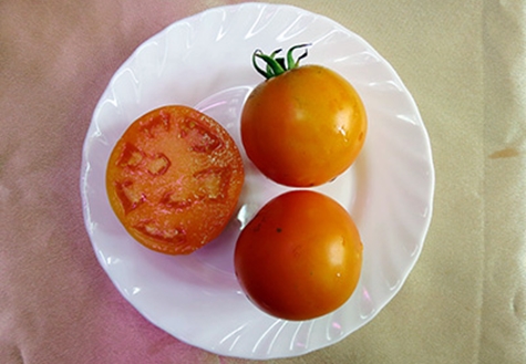 tomato meal in a plate