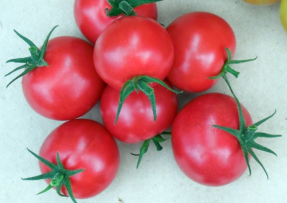 the appearance of a verliok tomato