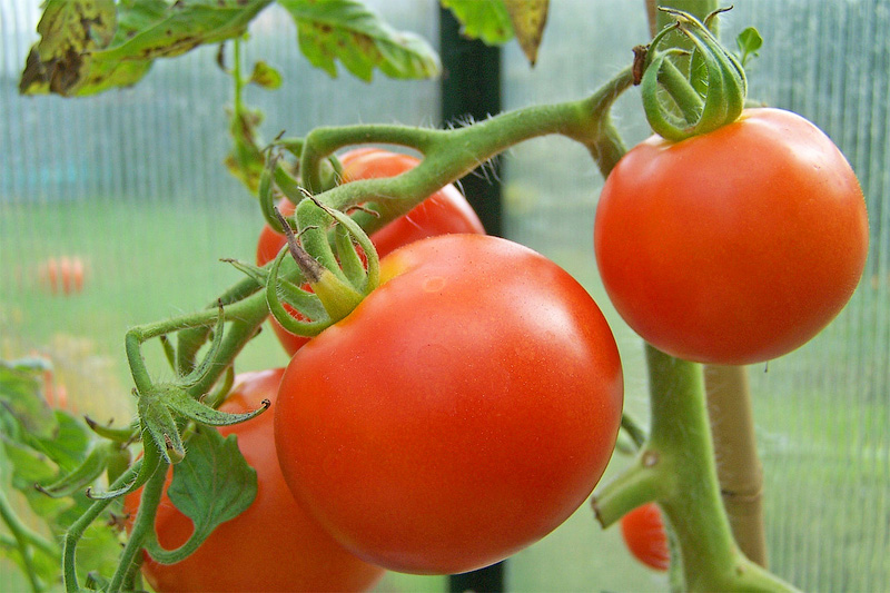 red tomatoes in the greenhouse