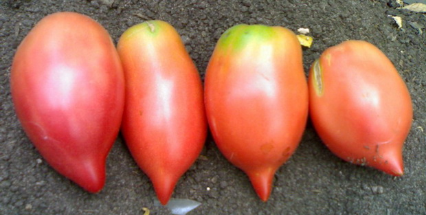 telinga lembu penanaman tomato