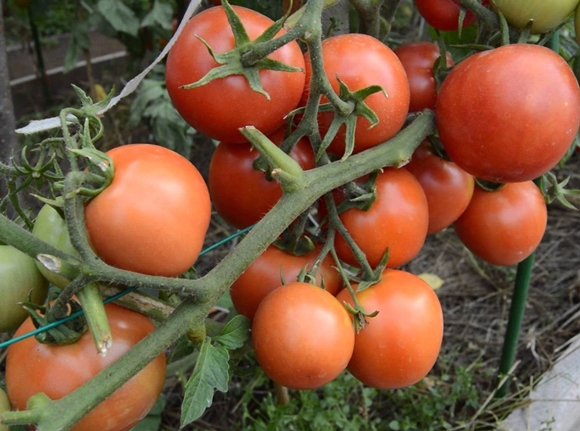 Yamal tomato