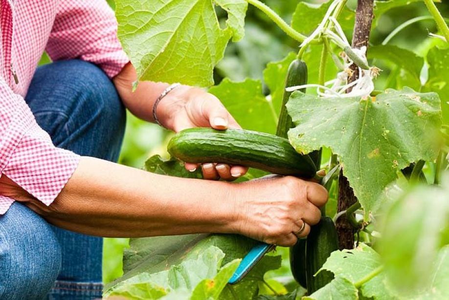 cultivo de pepino