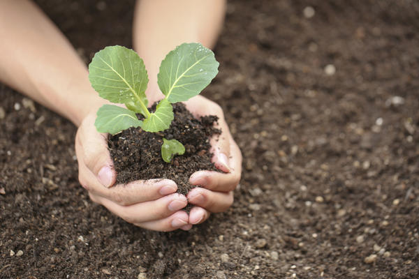 cabbage seedlings in hand