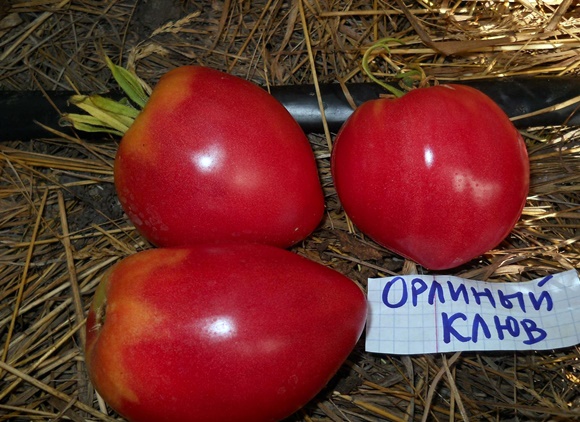 the appearance of the tomato eagle beak