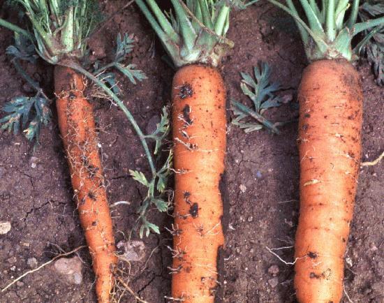 aphids on carrots