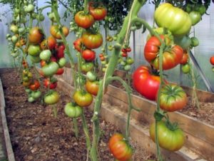 Caractéristiques et description de la variété de tomate rose sauvage, son rendement