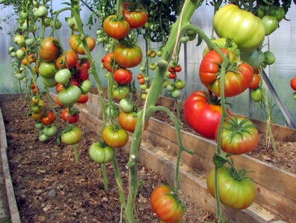 arbustos de tomate rosa silvestre