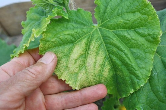 yellowing of leaves