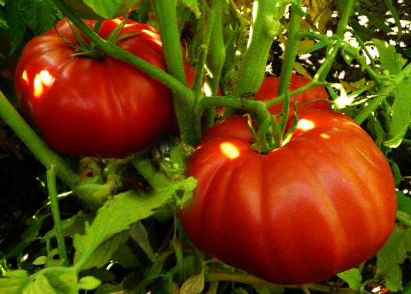 tomatoes Wonder of the market