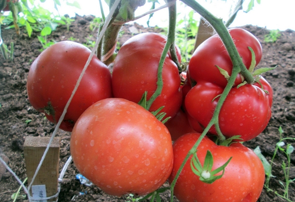 the appearance of a tomato grandmother's basket