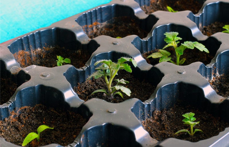 planter une tomate