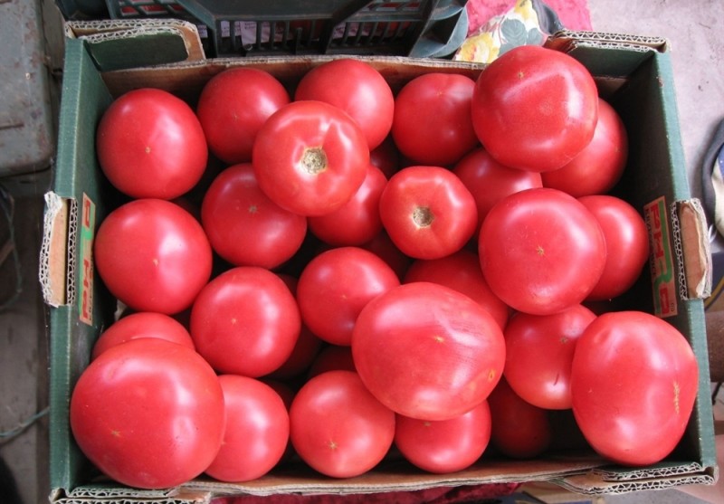 tomato merah jambu unik dalam kotak