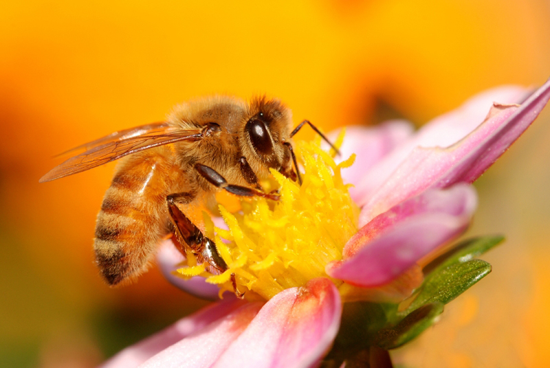 bee helpers