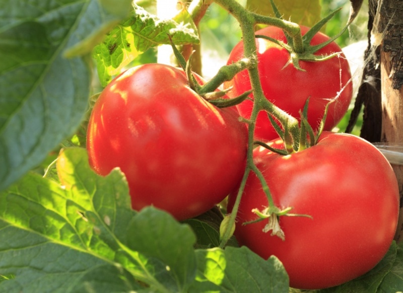 tomate en una rama