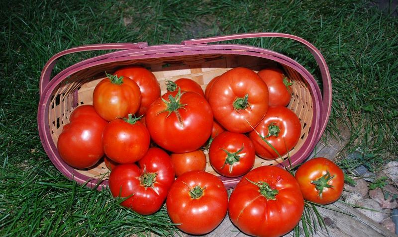 tomates dans un panier