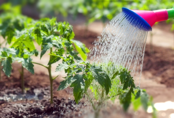 arrosage de la tomate dans le jardin