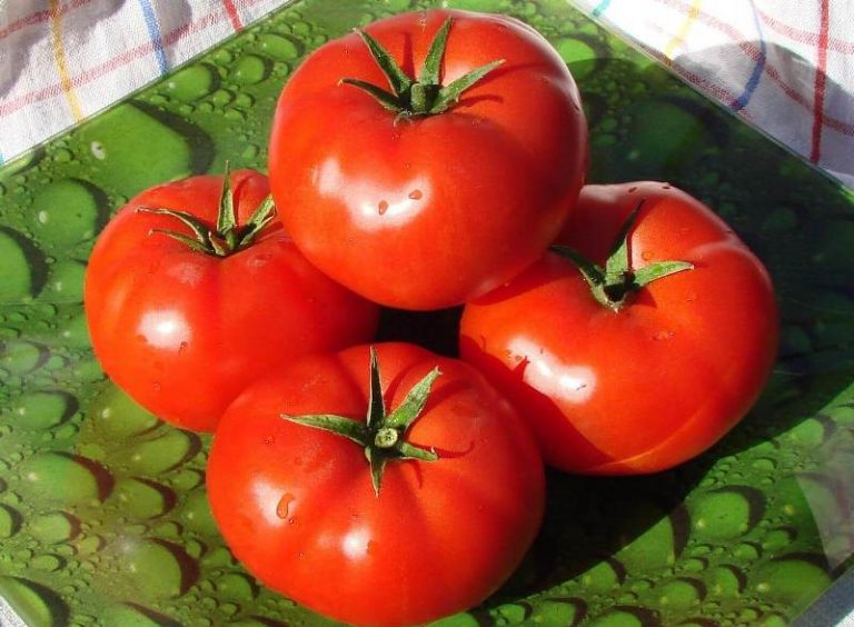 copain de tomate