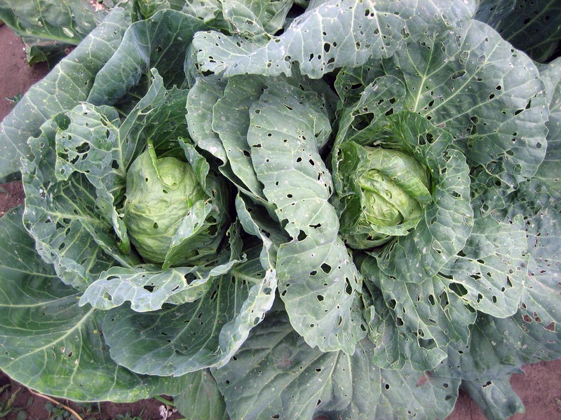 cabbage diseases