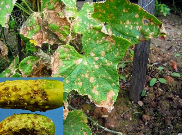 alternariosis of cucumber in the open field