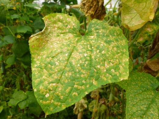 feuilles de concombre 0 jaunies