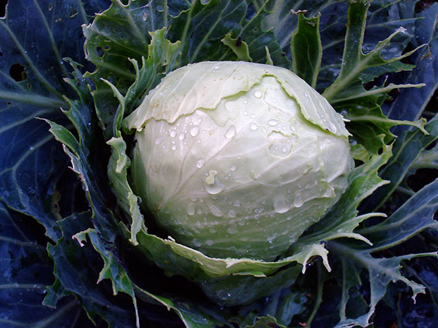 purple cabbage leaves