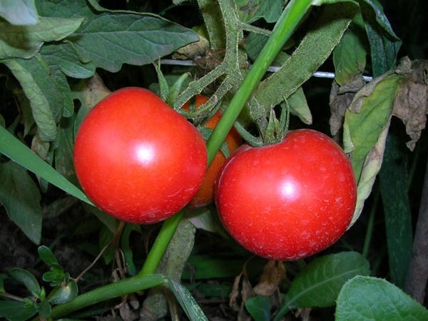 tomates Aphrodite sur une branche