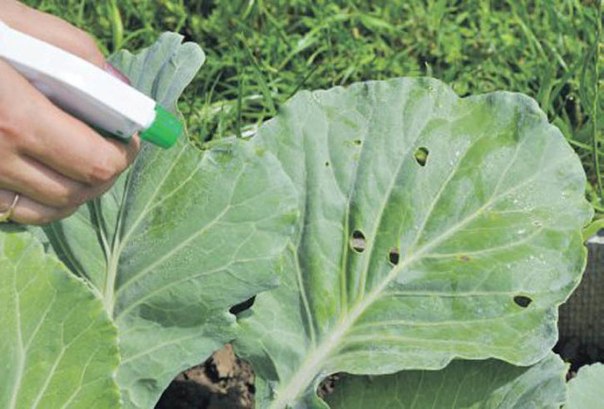 processing cabbage in the garden