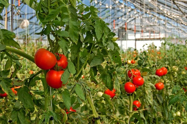 red tomatoes in the greenhouse