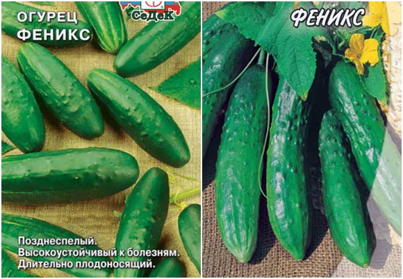 phoenix tomato seeds