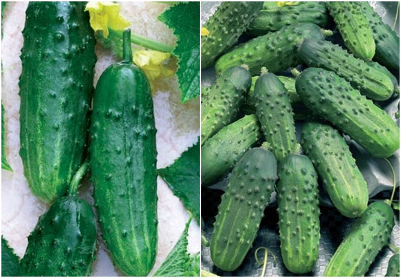 cucumbers phoenix on the table