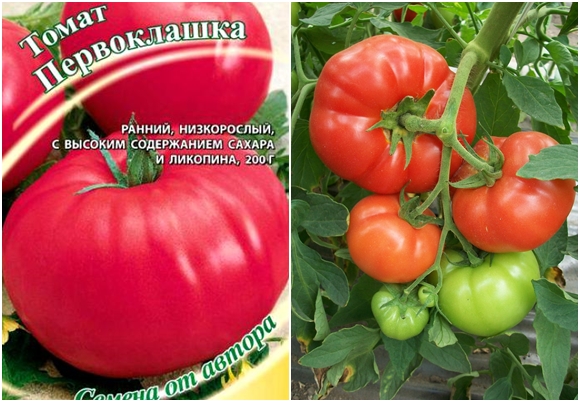 biji tomato Pervoklashka