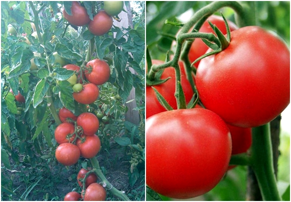 Tomates Polbig F1 en plein champ